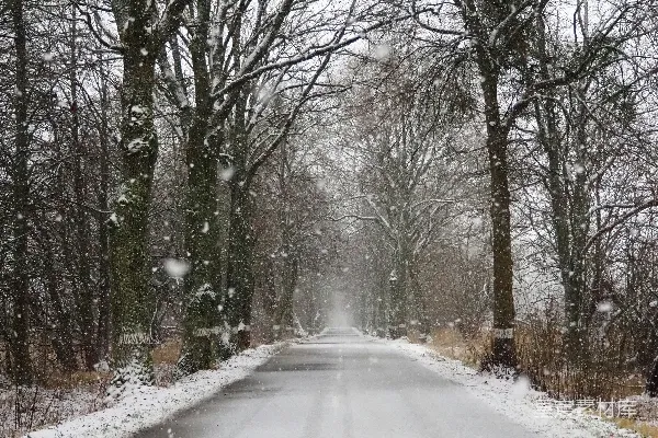 高清摄影 森林中一条被白雪覆盖的道路