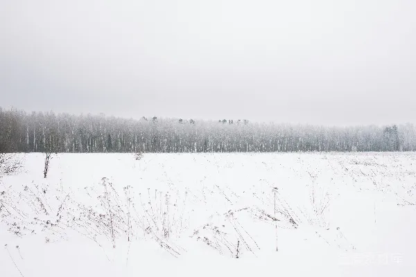 高清摄影 远处有树的雪地