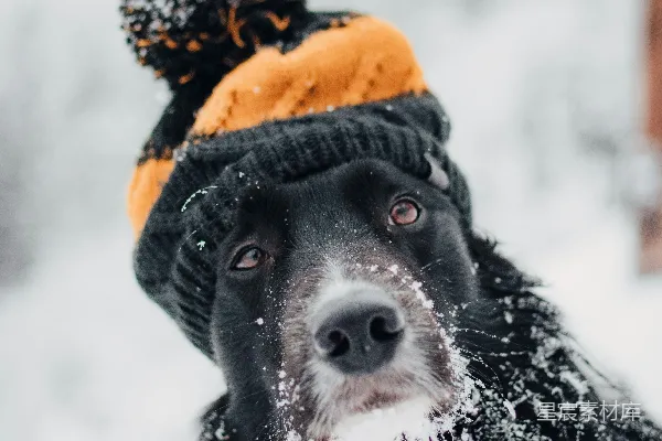 高清摄影 成年短毛狗坐在雪中戴着橙色和黑色的帽子