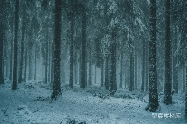 高清摄影 白天树木覆雪