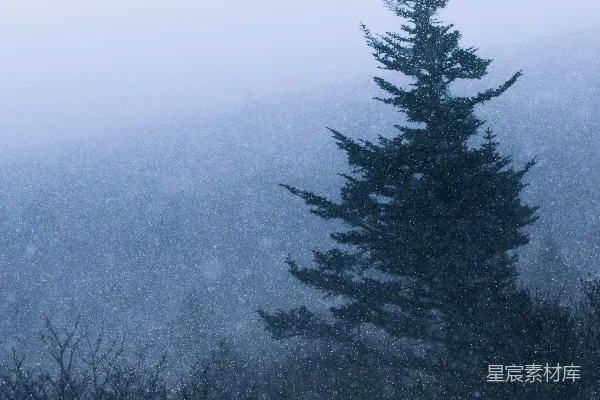 高清摄影 雪野中一棵孤独的松树