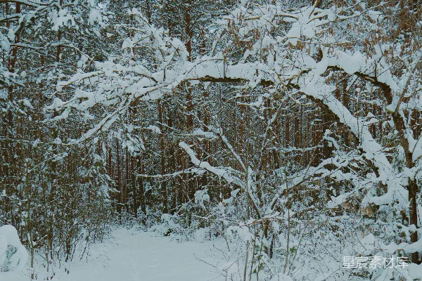 高清摄影 雪覆盖的森林中的宁静冬景。