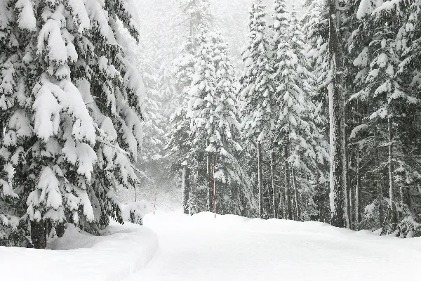 高清摄影 带有积雪的路和树木
