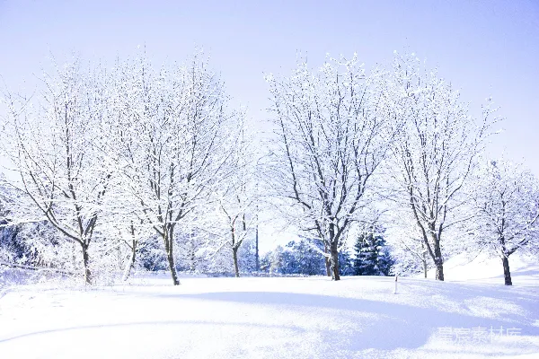 高清摄影 白雪覆盖的空旷田野与裸露的树木