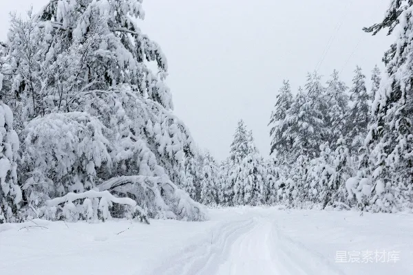 高清摄影 白天树木覆雪