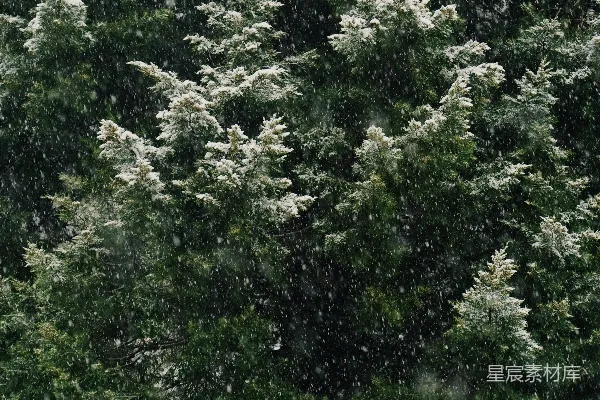 高清摄影 一棵覆盖着白雪的树前面有一张长凳