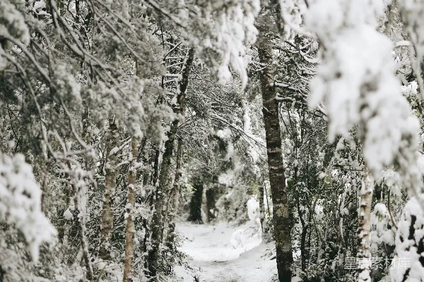 高清摄影 覆盖着白雪的树木