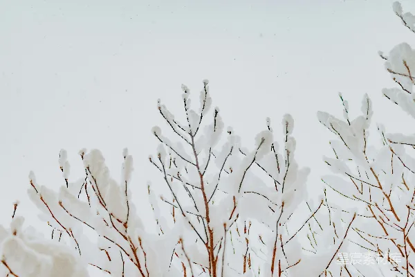 高清摄影 枯叶的棕色树木覆盖着白雪