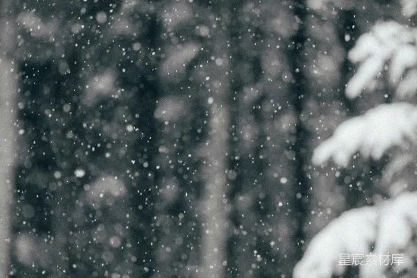 高清摄影 白天覆盖着雪的松树