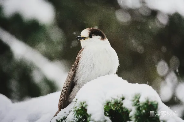 高清摄影 白黑相间的小鸟栖息在绿色植物上，下着雪。