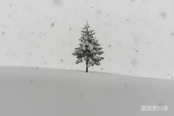 高清摄影 一片雪地中的孤树