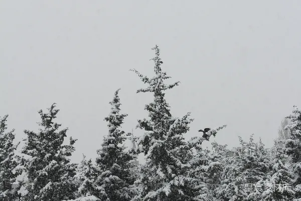 高清摄影 白天覆盖着白雪的松树