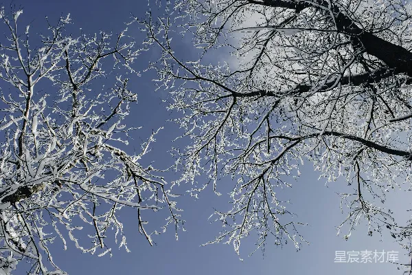 高清摄影 树上的树枝覆盖着雪