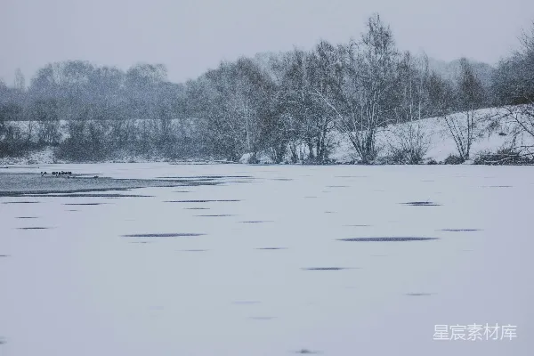 高清摄影 白天被雪覆盖的树木