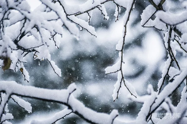 高清摄影 白天积雪覆盖的树干