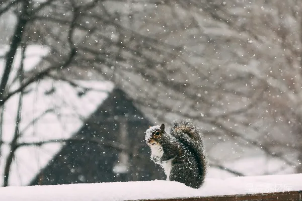 高清摄影 白天树木覆盖着白雪