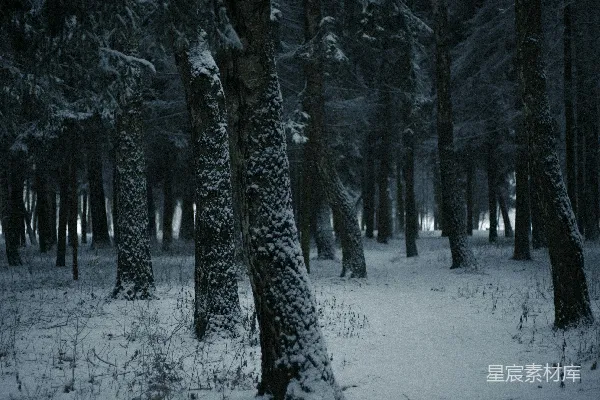 高清摄影 覆盖着白雪的森林里布满了树木