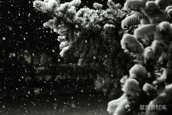 高清摄影 一幅黑白照片中的覆盖着白雪的树木