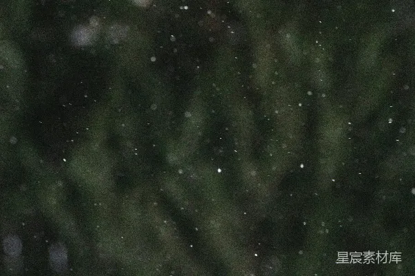 高清摄影 夜间绿树