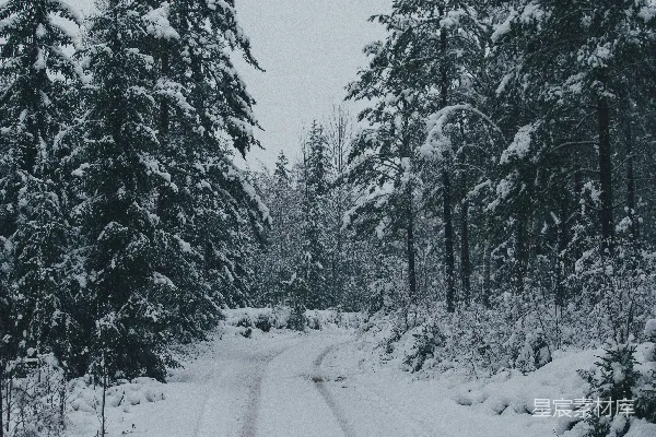 高清摄影 白天树木间的雪覆盖的道路