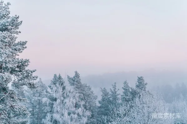 高清摄影 白天树木覆雪