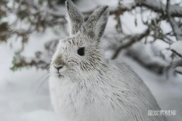 高清摄影 雪地里的兔子