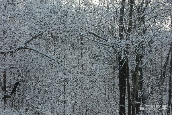 高清摄影 白天树木覆盖着白雪