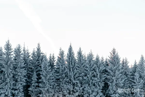 高清摄影 覆盖着白雪的森林中，有微光透射过树梢。