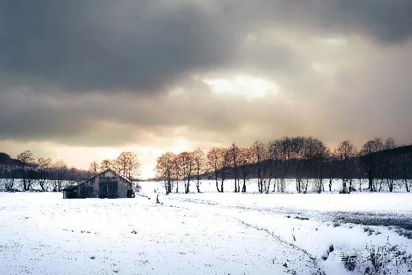 高清摄影 白天覆盖着白雪的田野，枯树在阴云密布的天空下
