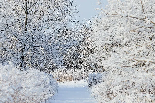 高清摄影 白天树木覆雪