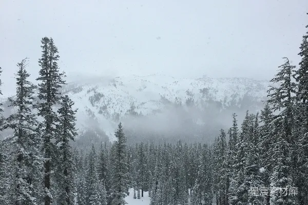 高清摄影 覆盖着白雪的树木