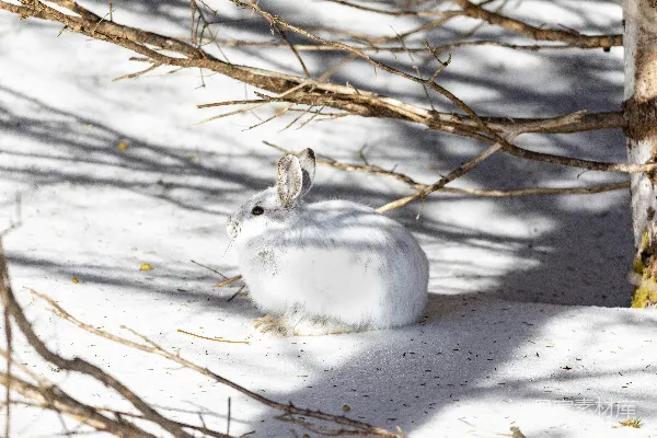 高清摄影 白兔周围是雪。