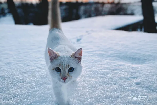 高清摄影 白天白猫在雪地中的场景