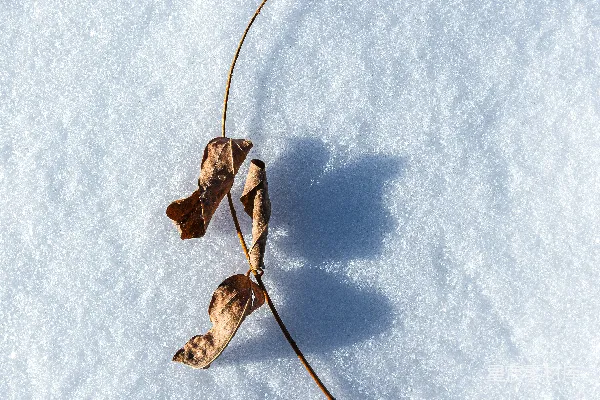 高清摄影 棕色干叶覆盖在白色雪上