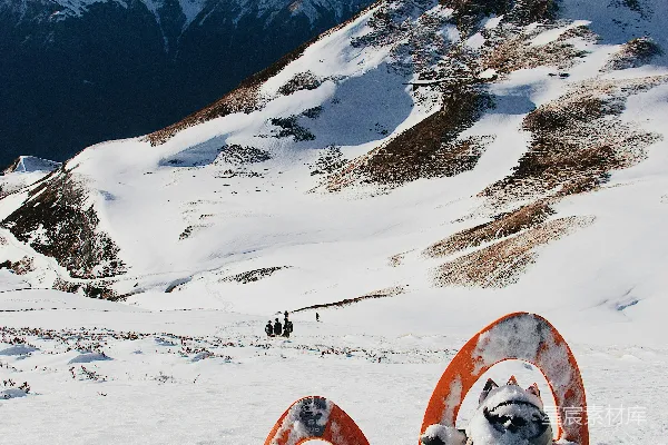 高清摄影 白天白毛狗和棕色狗在覆盖着雪的山顶上