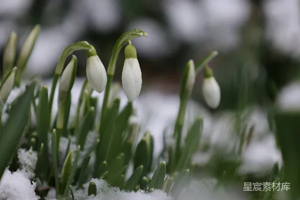 高清摄影 带雪的水仙花群
