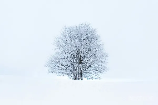 高清摄影 雪地上的光秃秃的树