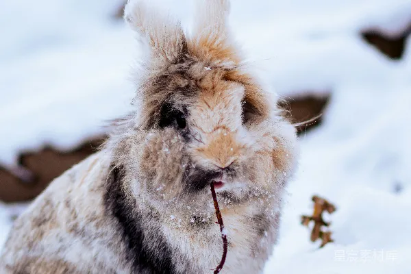 高清摄影 一只毛茸茸的小狗坐在雪中。