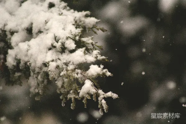高清摄影 聚焦于覆盖着雪花的松树