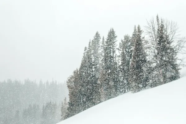 高清摄影 白天覆盖着白雪的树木