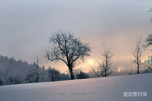 高清摄影 白天树干裸露的雪地上的景象