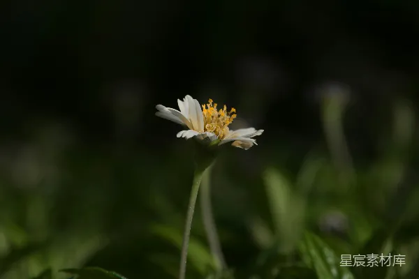 草丛中一朵单瓣的白色和黄色花朵