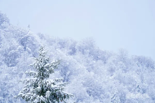 高清摄影 山脚下覆盖着白雪的树木