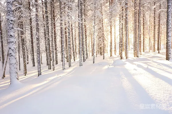 高清摄影 棕色的树周围是雪
