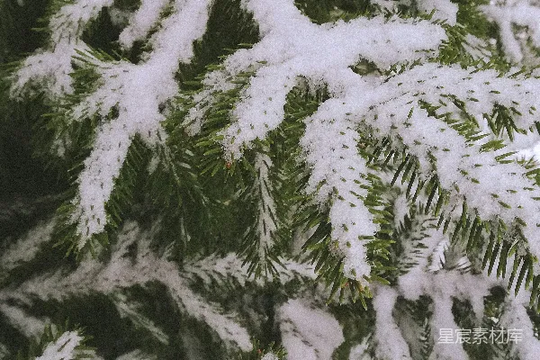 高清摄影 绿松树覆盖着白雪