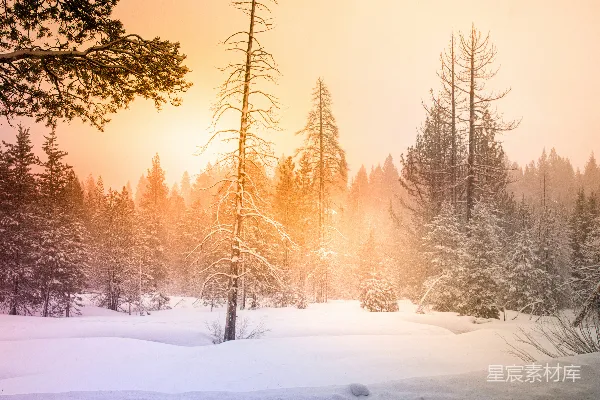 高清摄影 白天树木覆盖着白雪