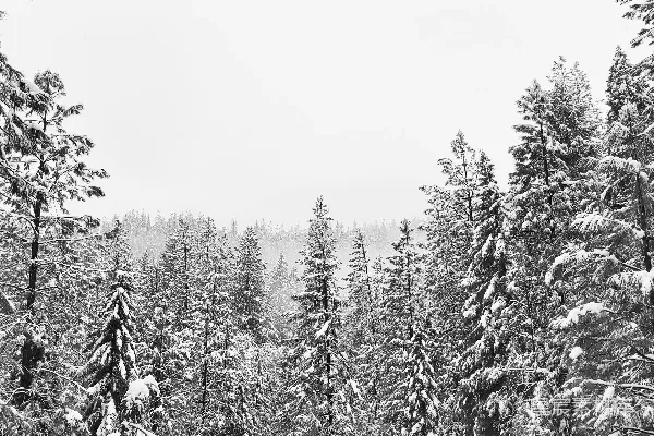 高清摄影 黑白照片中的覆雪树木