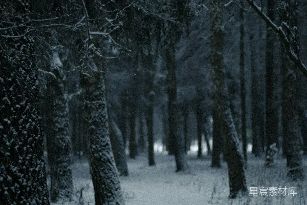 高清摄影 雪林中一条通往森林的道路