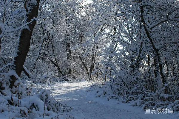 高清摄影 一条穿过满是树木的雪林的小路