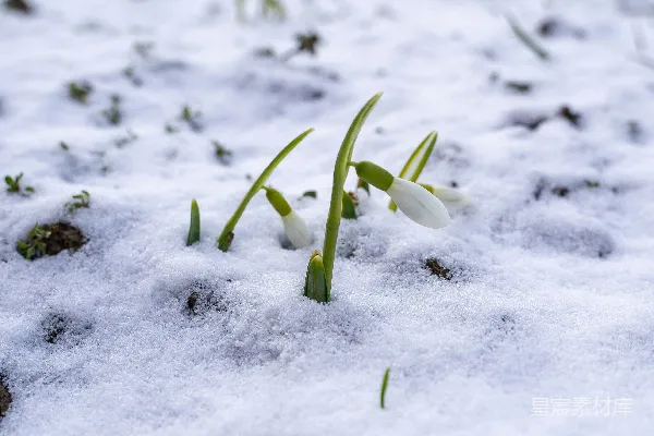 高清摄影 覆盖雪地上的绿色植物